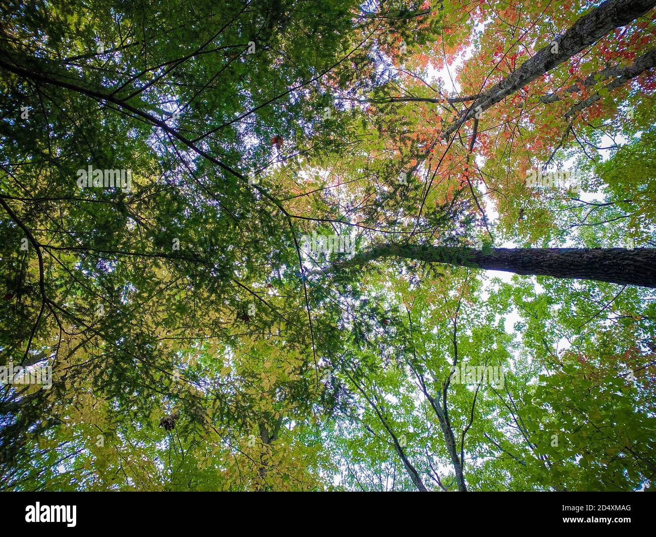 Trees starting to transform during the Fall Season in Connecticut Stock Photo