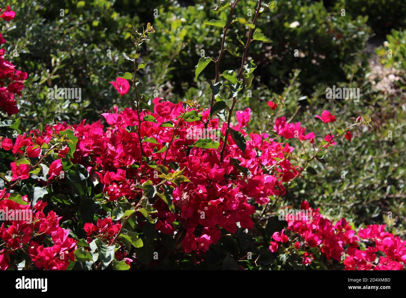Flowers in Tustin, Califronia Stock Photo Alamy
