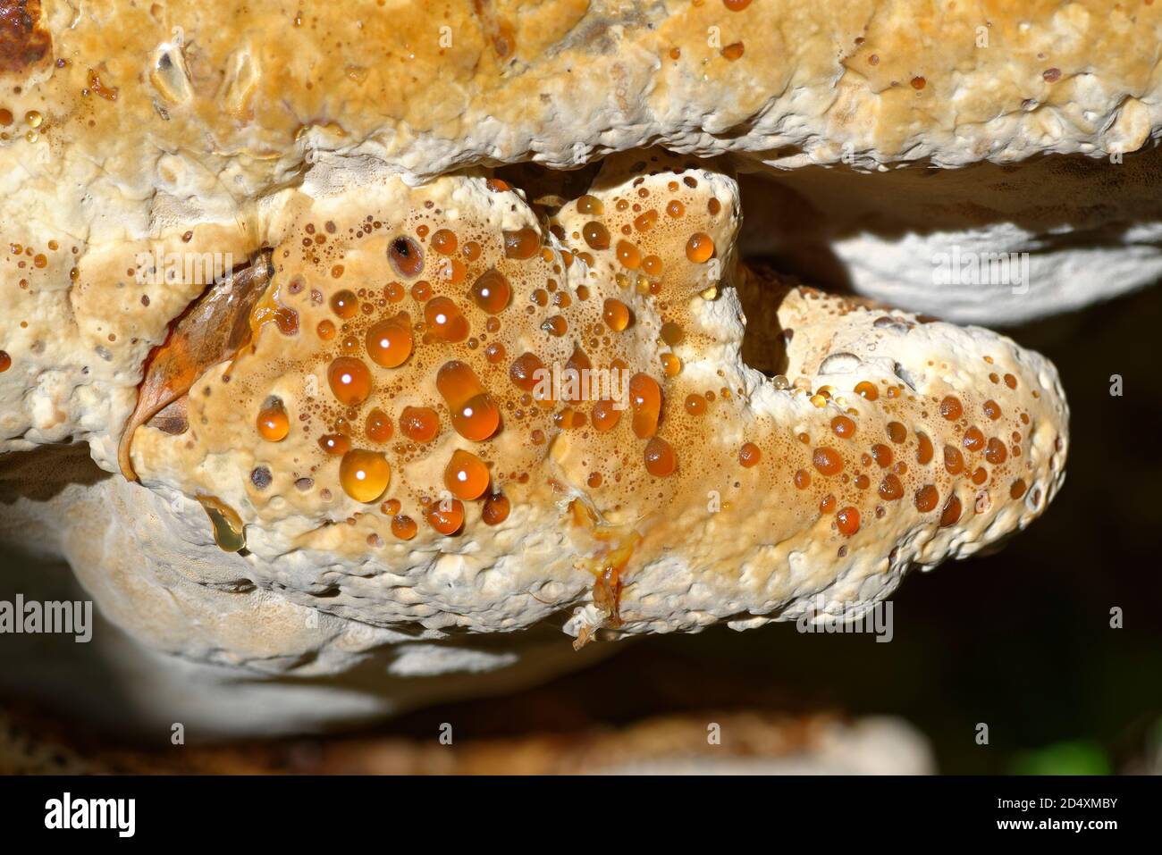 Weeping Polypore or Oak Bracket - Pseudoinonotus (Inonotus) dryadeus, bracket fungus on trunk of Oak tree Stock Photo