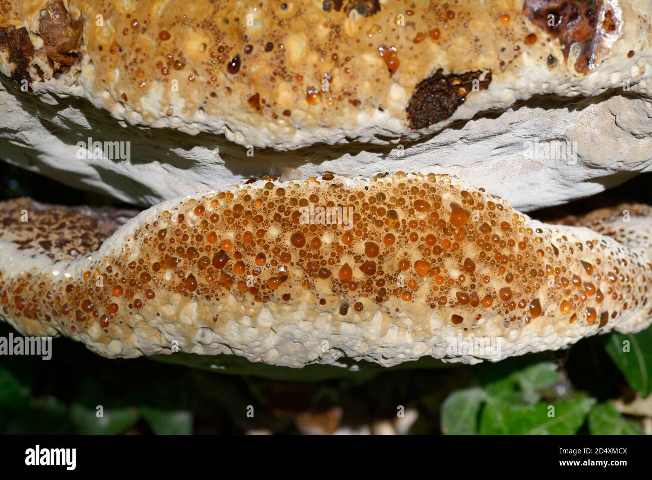 Weeping Polypore or Oak Bracket - Pseudoinonotus (Inonotus) dryadeus, bracket fungus on trunk of Oak tree Stock Photo