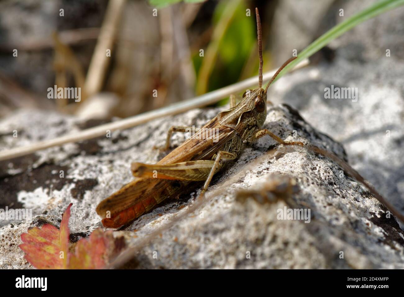 Common Field Grasshopper - Chorthippus brunneus, on limestone rock Stock Photo