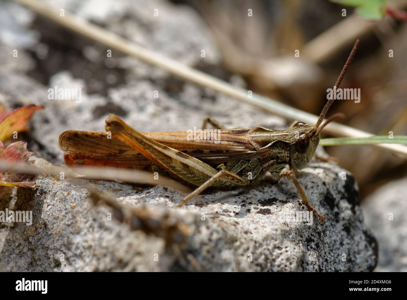 Common Field Grasshopper - Chorthippus brunneus, on limestone rock Stock Photo