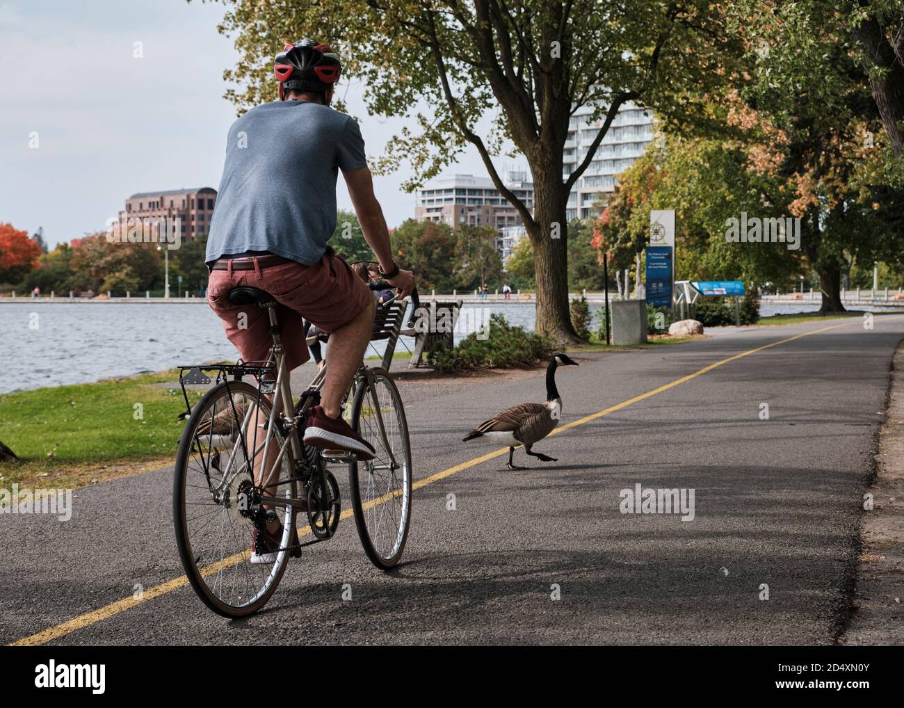 Cyclist stopped standing on spot to allow canada geese to cross the Rideau Canal bike path Stock Photo
