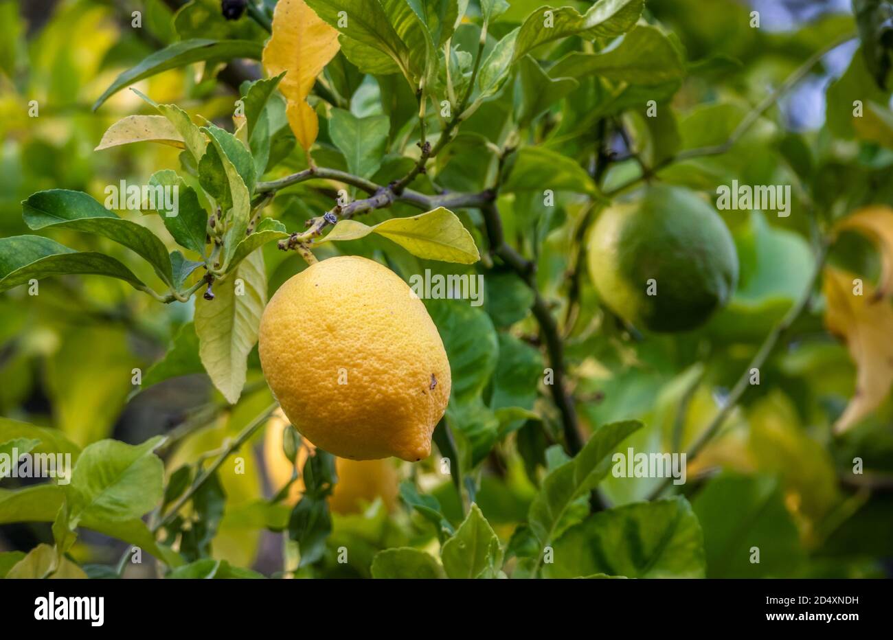 Lemons growing on the lemon tree in Belmont, California Stock Photo Alamy
