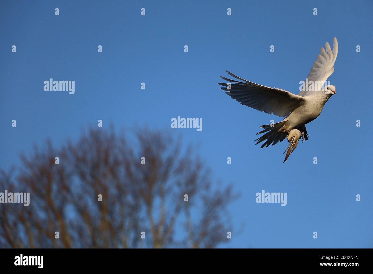 White dove flying in the clear blue sky Stock Photo - Alamy