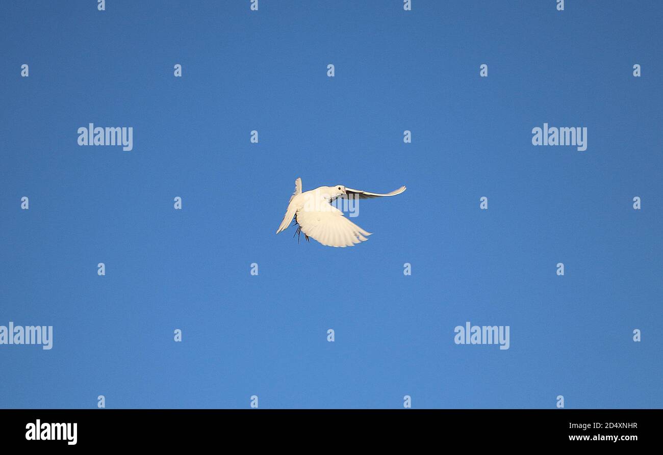 White dove flying in the clear blue sky Stock Photo - Alamy