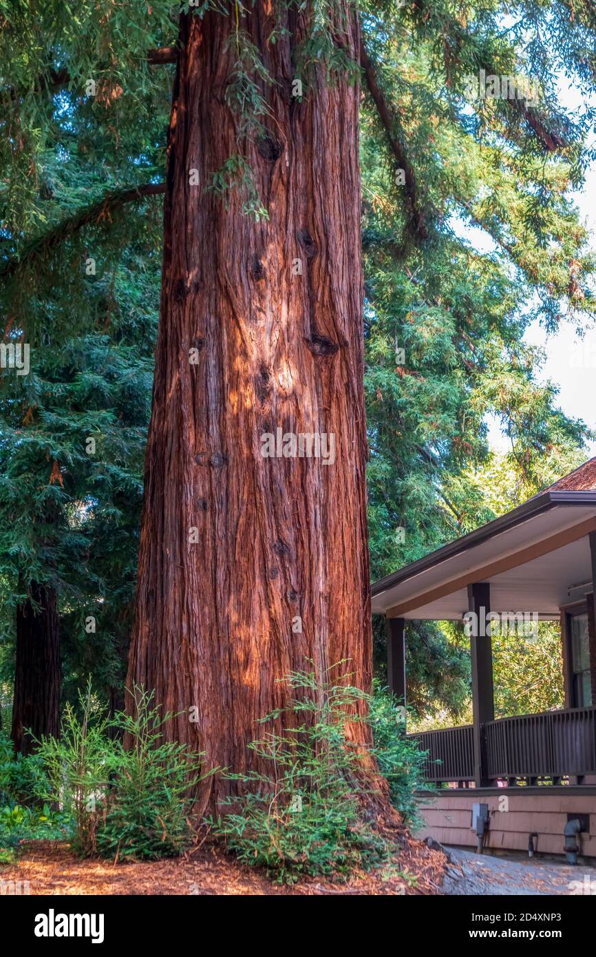 Big redwood tree near a house in Twin Pines Park, Belmont, California Stock Photo