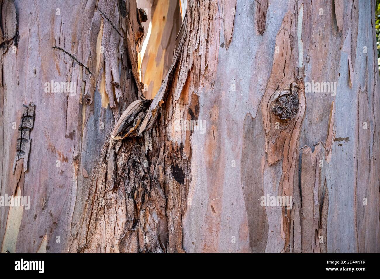 Natural background of eucalyptus bark. Closeup of the trunk. Belmont