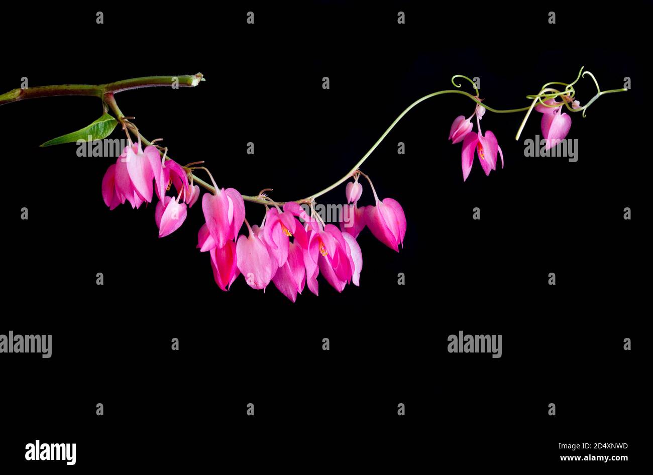 Wild Pink flowers on a winding long green stem with a black background. Stock Photo