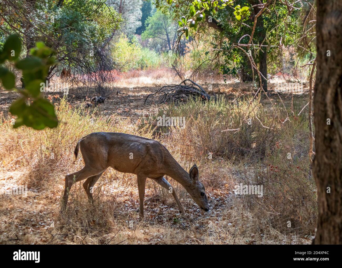 Blacktail Deer in Pinnacle National Park, California Stock Photo Alamy