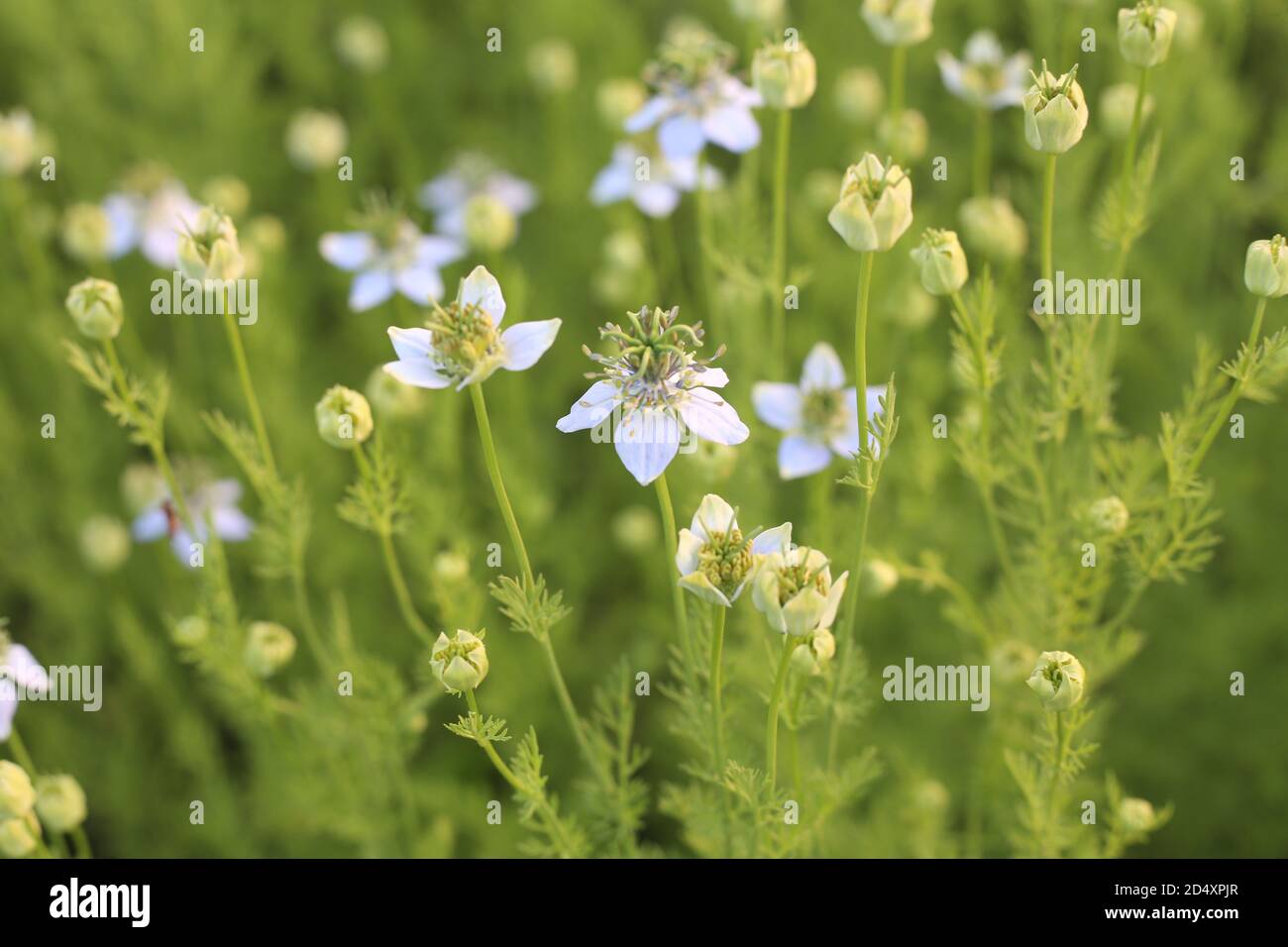 Black cumin origin hires stock photography and images Alamy