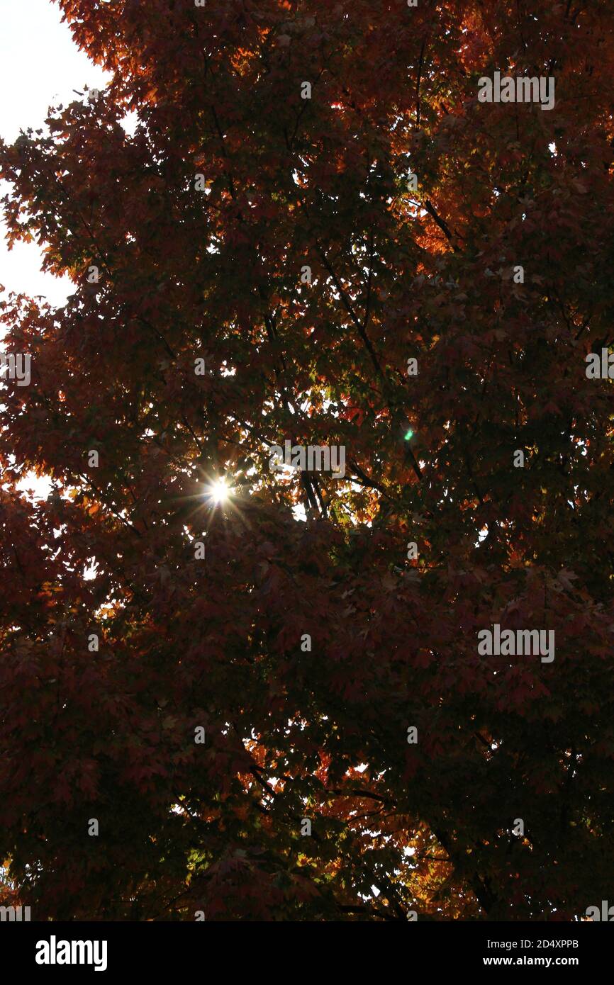 Colorful sugar maple tree showing its bright fall colors in the woods ...