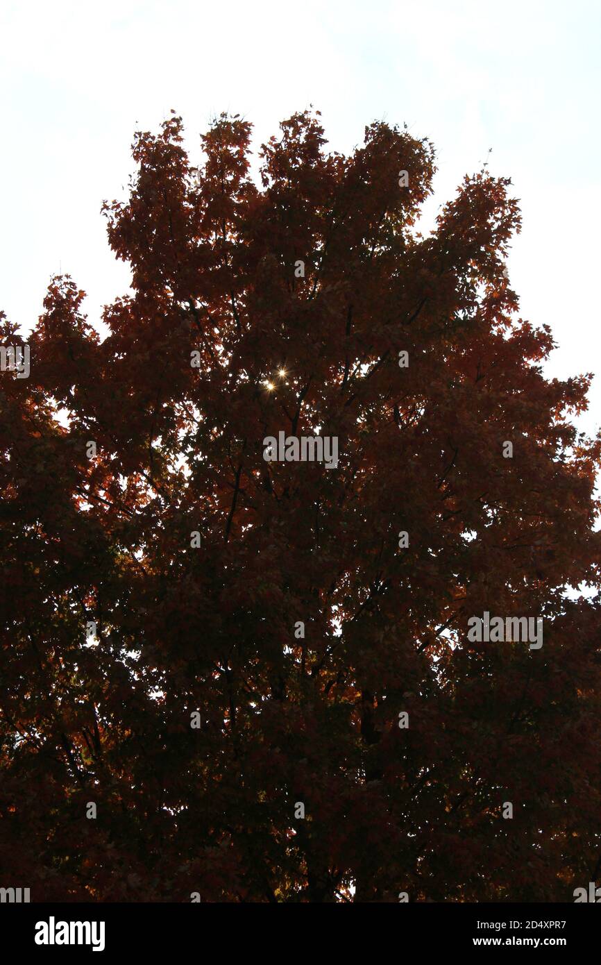 Colorful sugar maple tree showing its bright fall colors in the woods ...