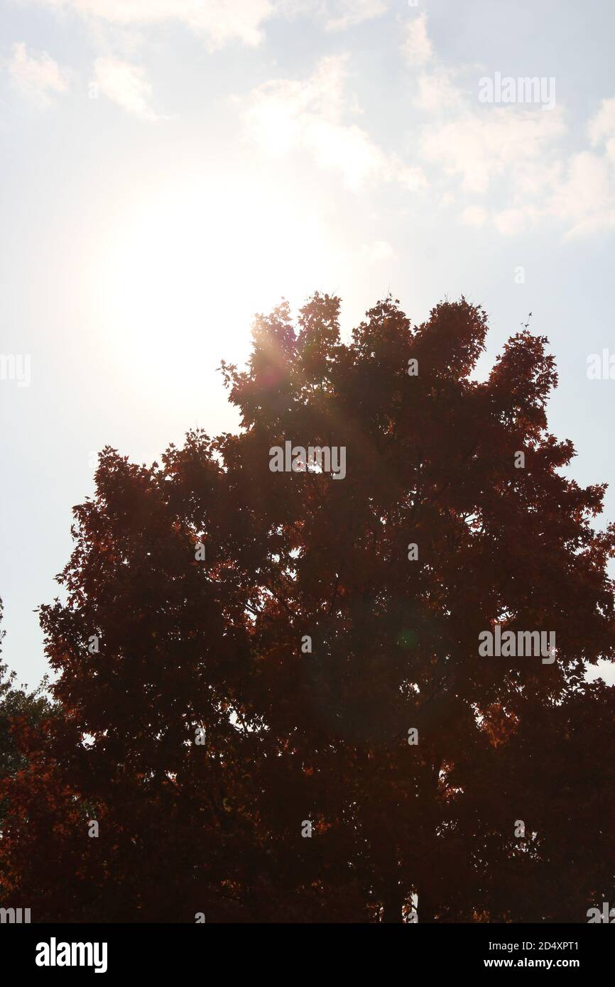Colorful sugar maple tree showing its bright fall colors in the woods ...