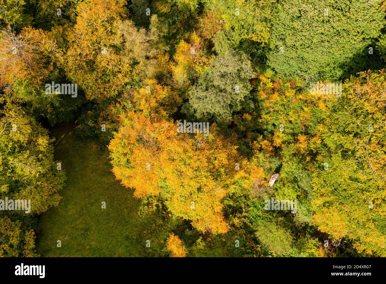 Tree canopy aerial uk hi-res stock photography and images - Alamy