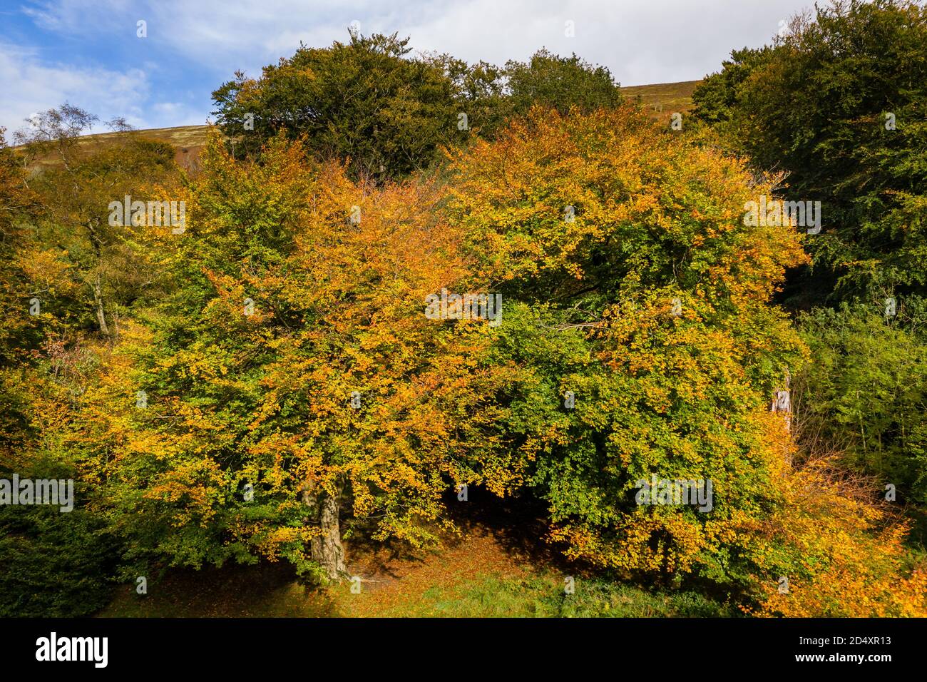 Aerial drone view of Beech trees exhibiting autumn colour leaves (Ebbw