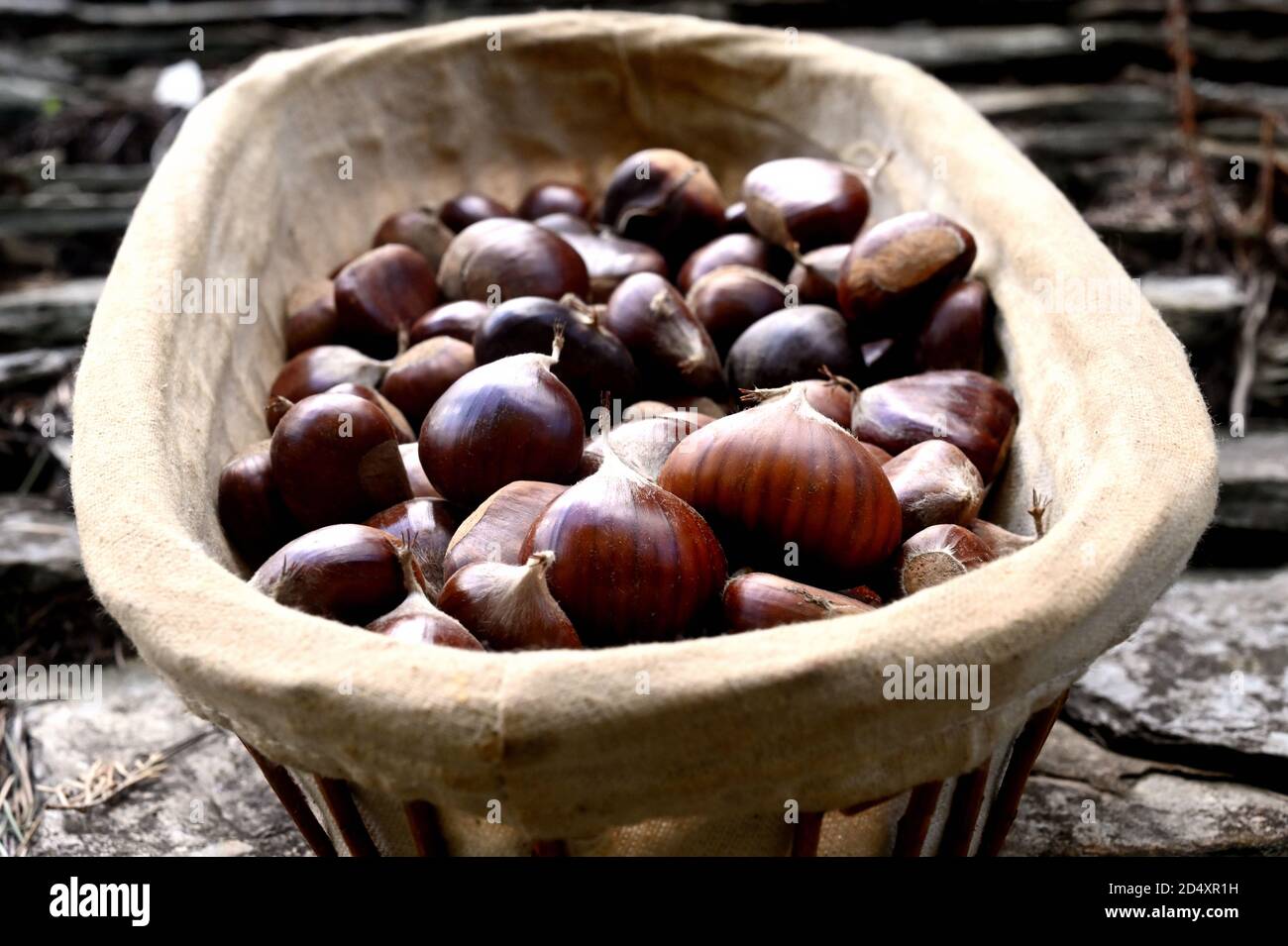 Fresh chestnuts in an old wicker basket Stock Photo