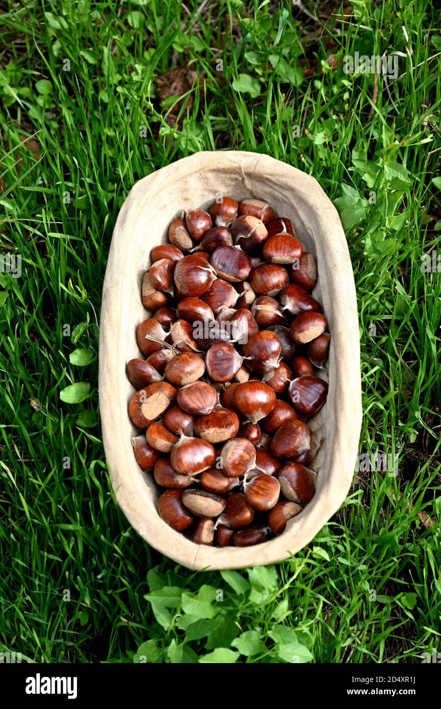 Fresh chestnuts in an old wicker basket Stock Photo