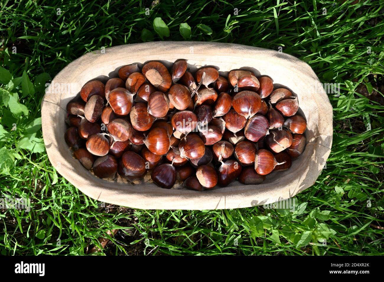 Fresh chestnuts in an old wicker basket Stock Photo