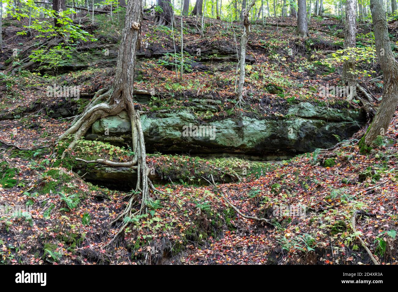 Bedrock exposed near Horseshoe falls, Upper Michigan, USA, by James D Coppinger/Dembinsky Photo Assoc Stock Photo