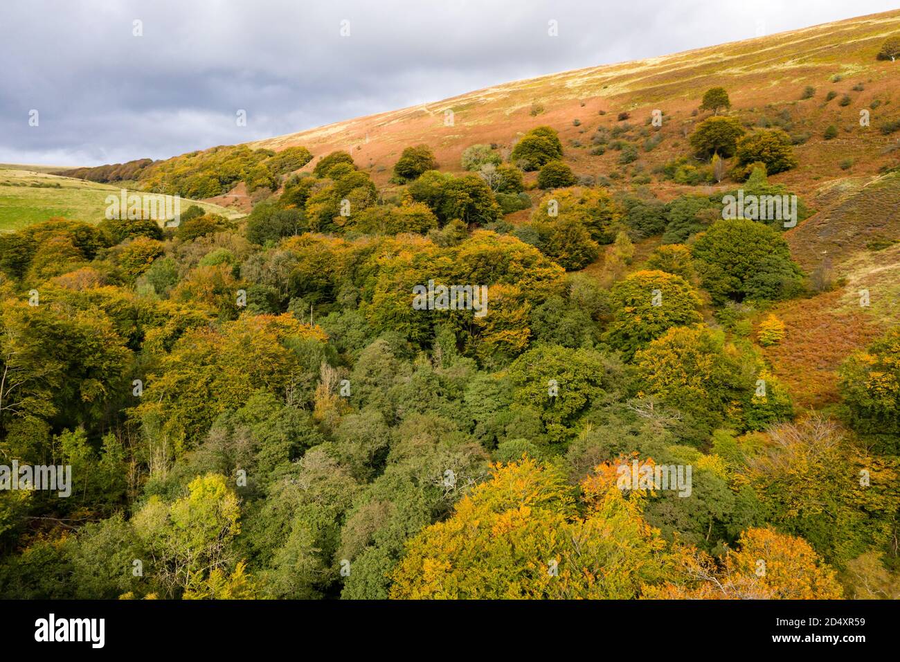 Aerial woodland canopy uk hi-res stock photography and images - Alamy