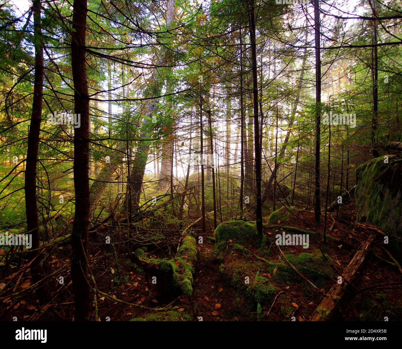 Sunlight shining through trees on mossy forrest floor Stock Photo - Alamy