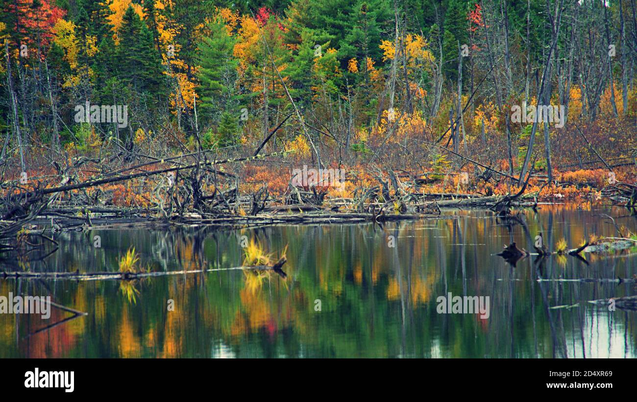 Pond in Baxter State park with fall foliage Stock Photo - Alamy