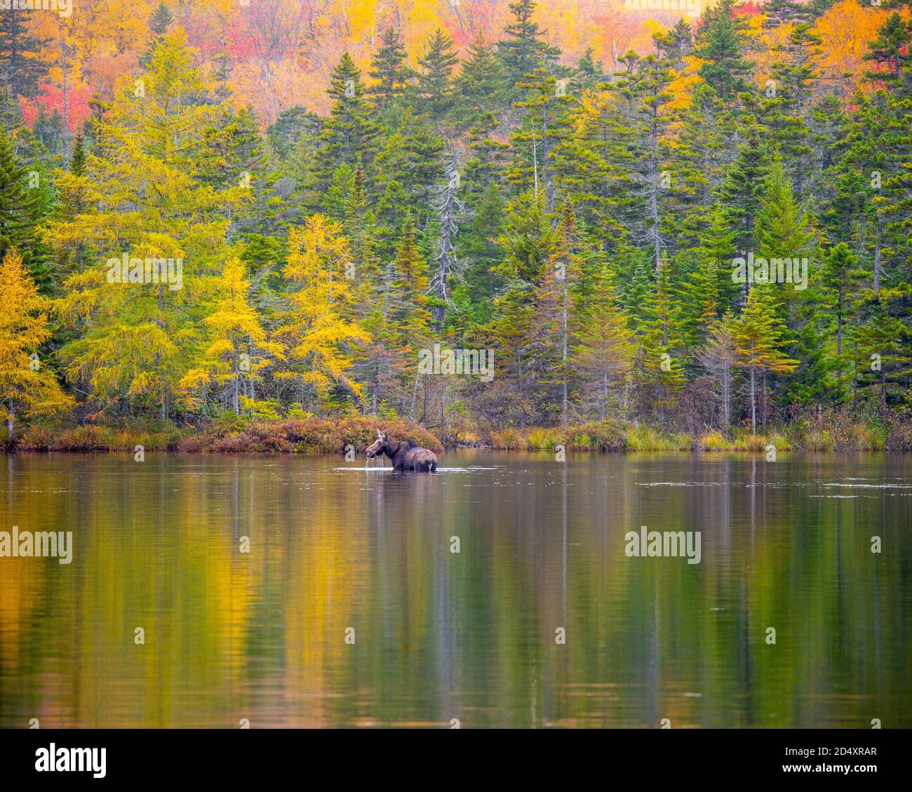 Moose wading in Sandy Pond, Baxter State Park Maine during fogy fall day. Stock Photo
