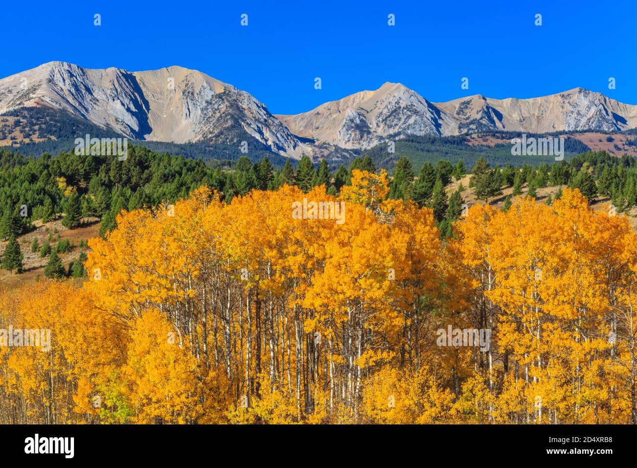 aspen in fall color below the bridger mountains near wilsall, montana