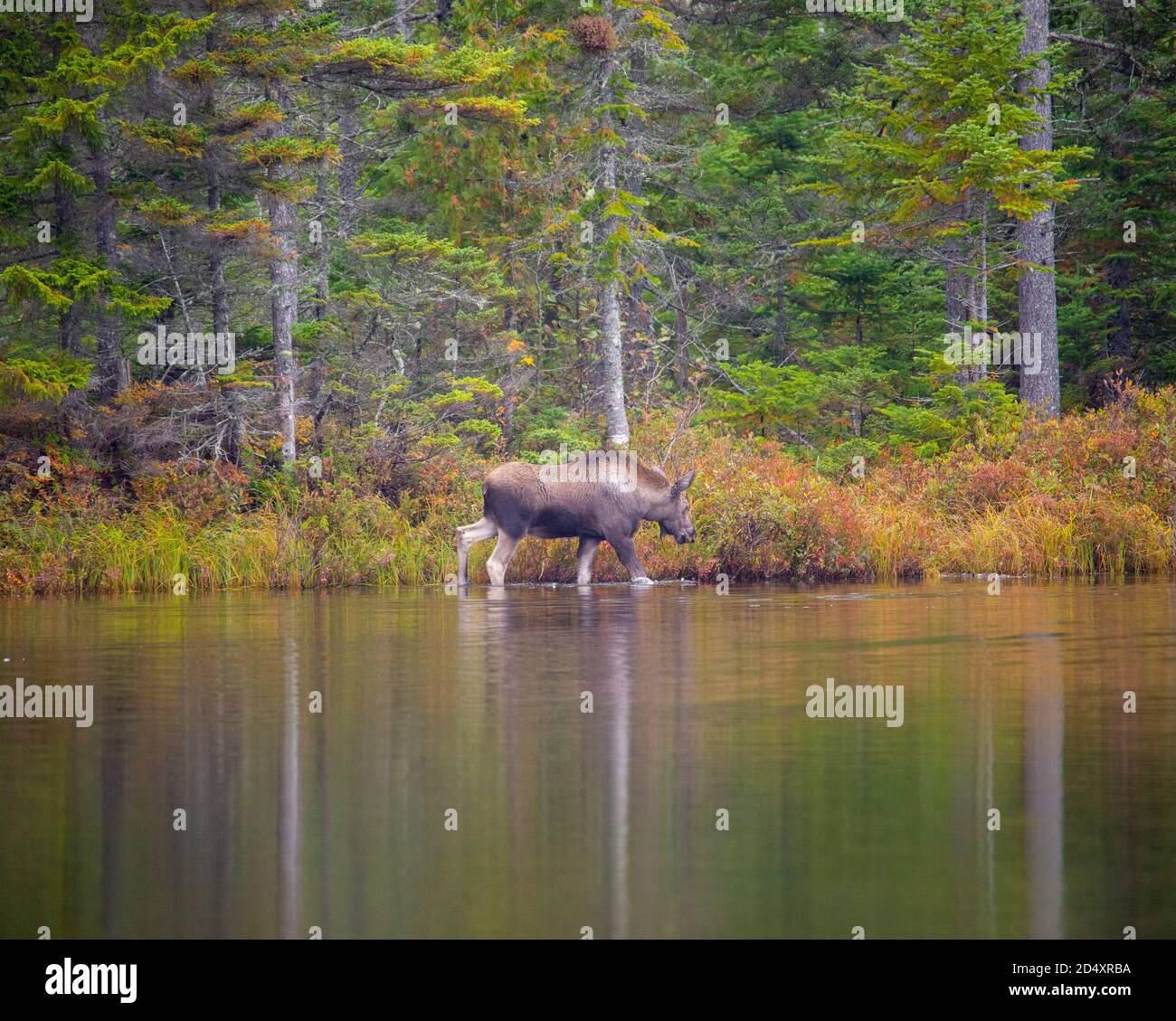 Moose wading in Sandy Pond, Baxter State Park Maine during fogy fall day. Stock Photo