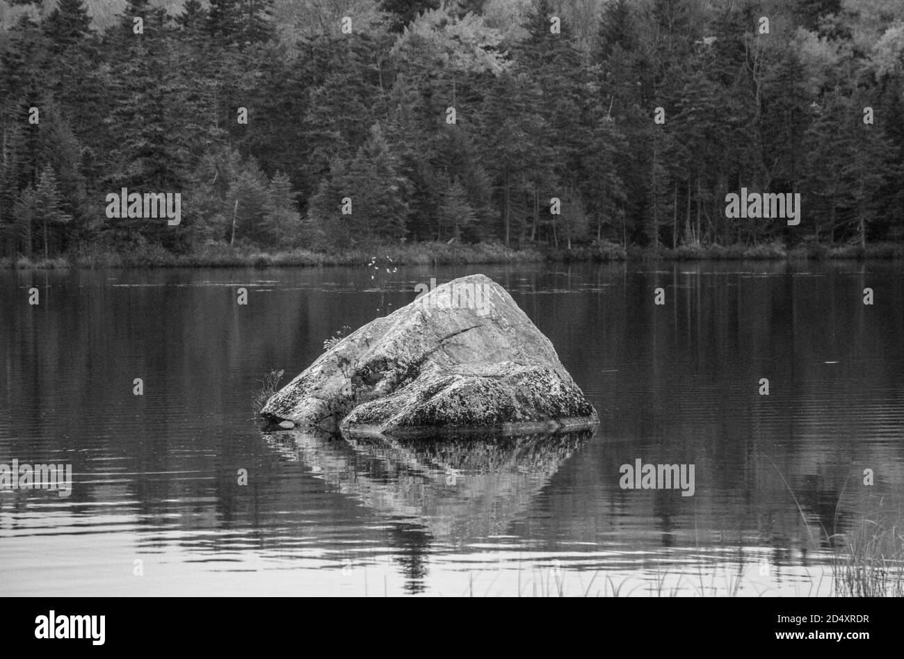 Black and white photo of large boulder sitting in pond, with trees in the background. Stock Photo