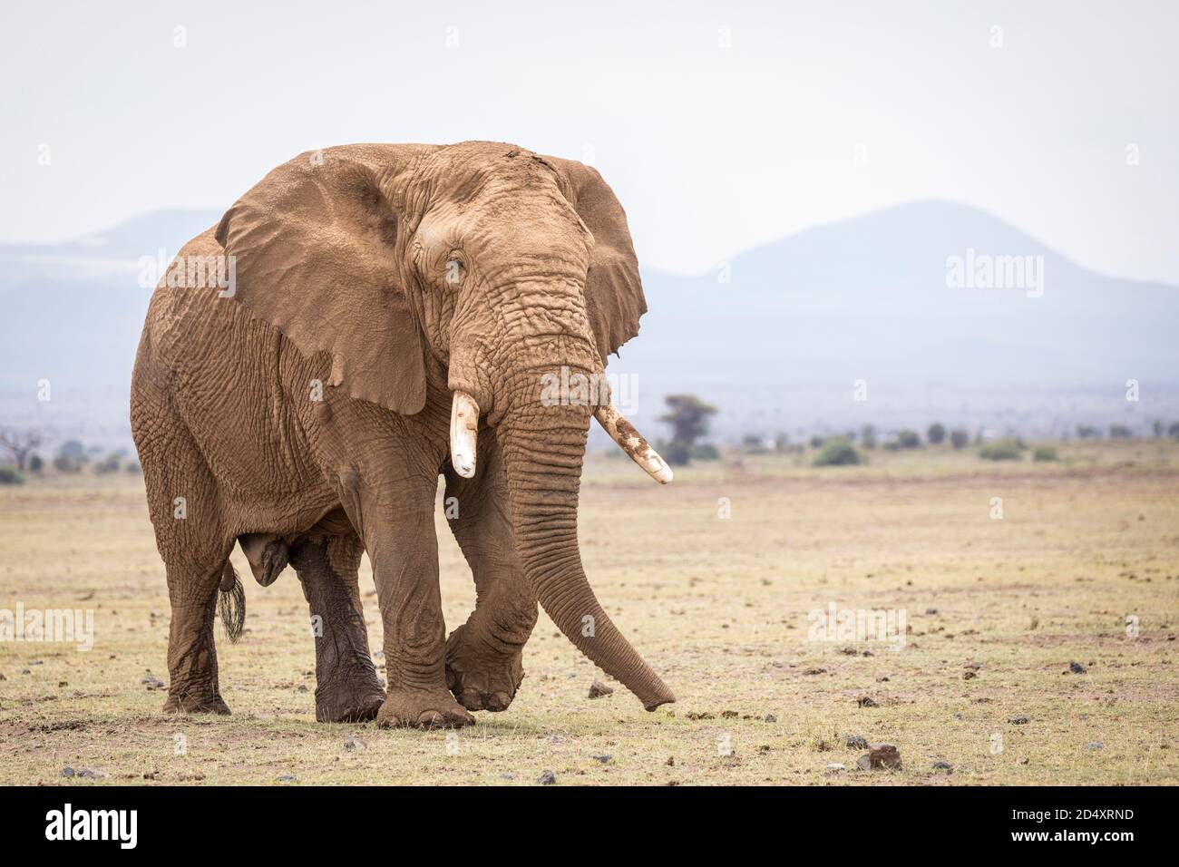 Large bull elephant covered in dry mud walking in Amboseli National Park in Kenya Stock Photo