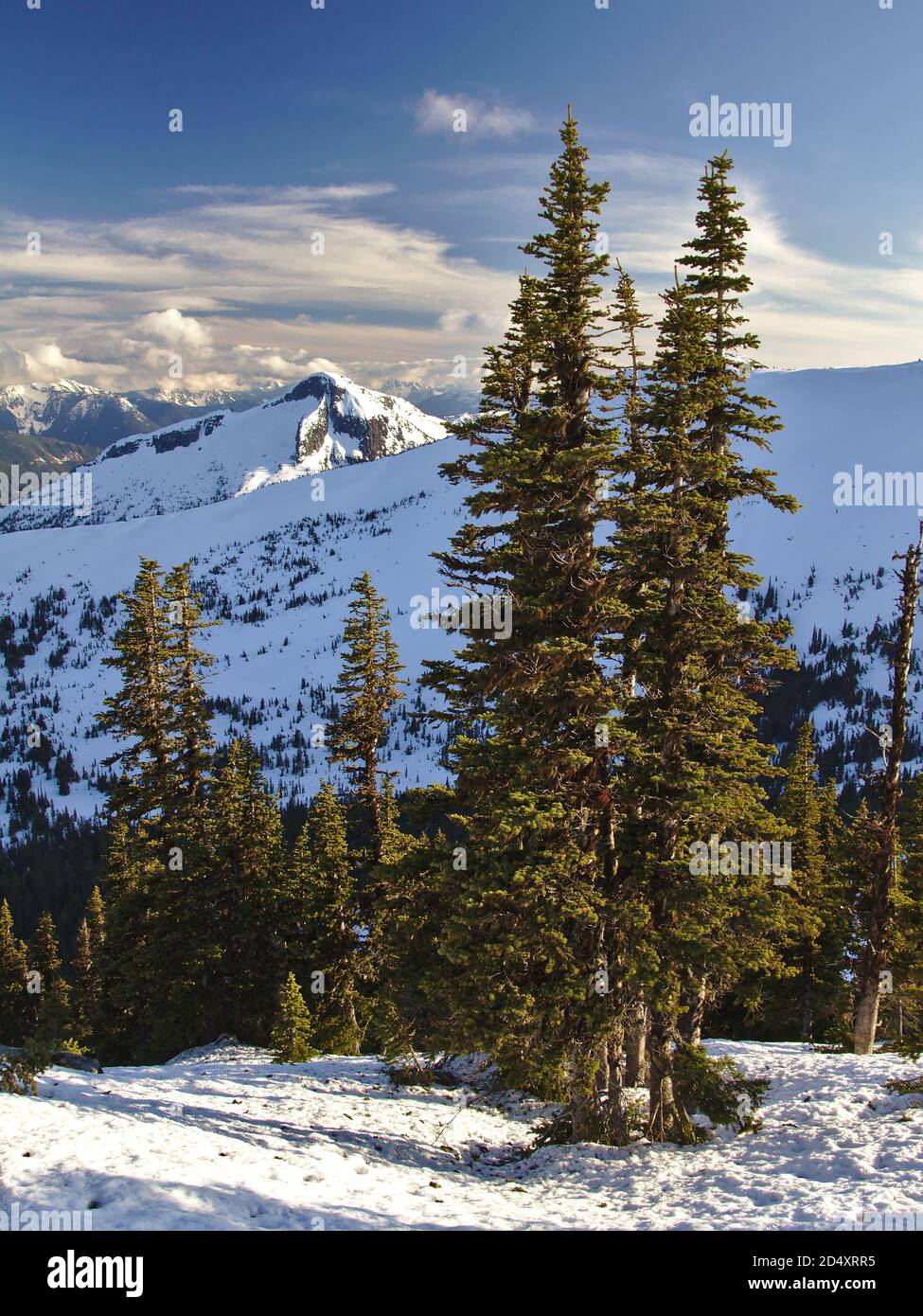 Sunny day in snowy mountains with a tree in the foreground and a snow peak in the background, Coquihalla Summit, British Columbia, Canada Stock Photo