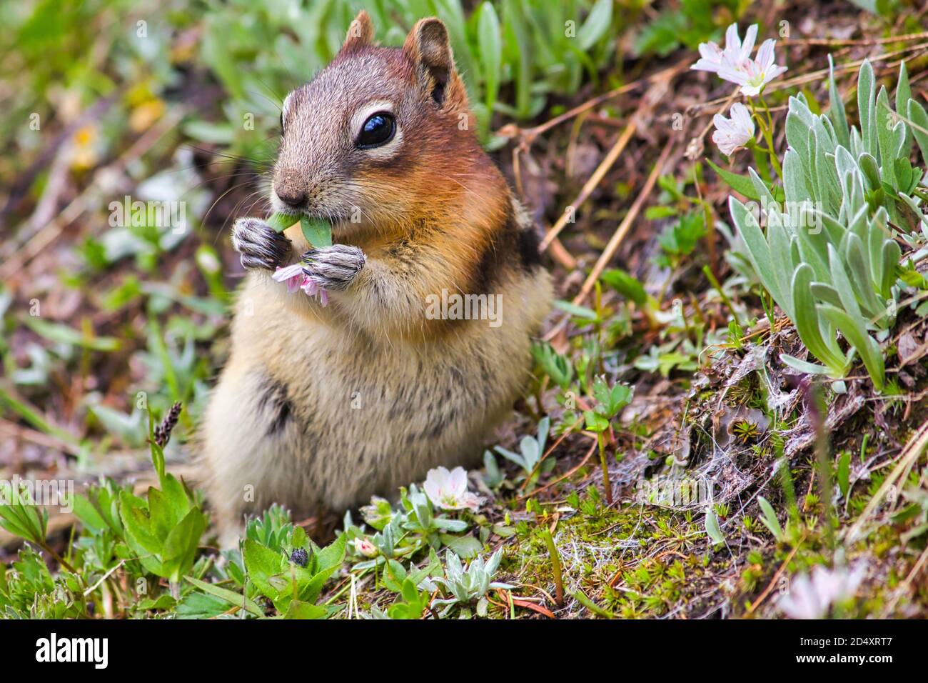 Cute squirrel feeding flower while sitting on the grass, British Columbia, Canada Stock Photo
