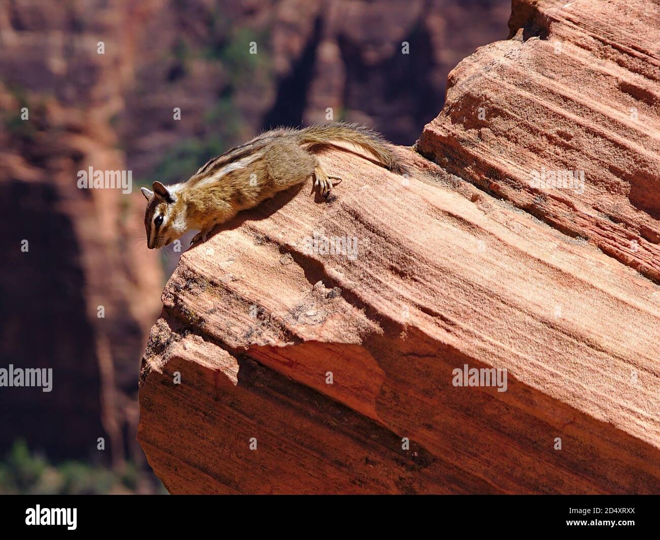 Chipmunk sitting on a red rock in Zion National Park, Utah, USA Stock Photo