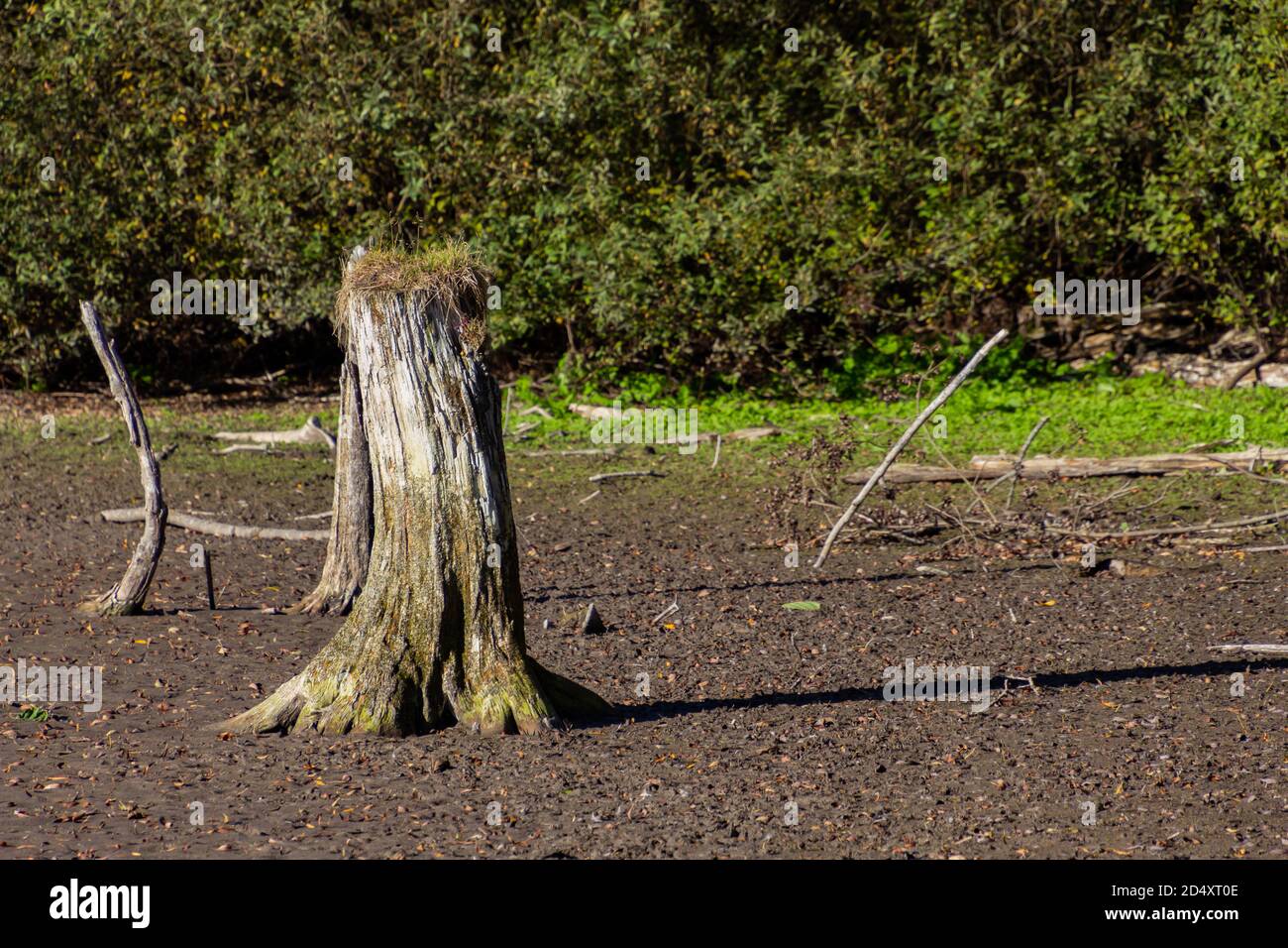 Old tree stump standing in a dried out lake Stock Photo
