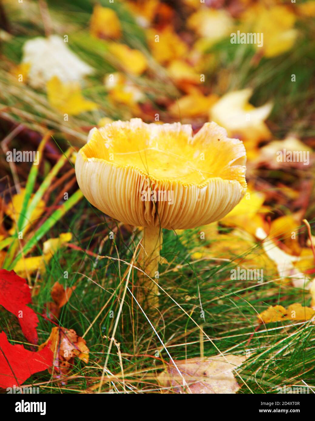 Close up of yellow Mushroom on Acadia National Park Forest Floor during fall. Stock Photo