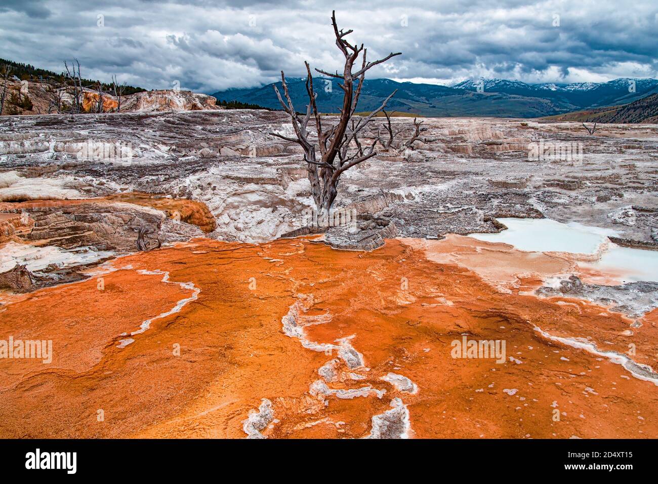 Dead tree burried in geothermal area in Mammoth Hot Springs, Yellowstone National Park, Wyoming, USA Stock Photo