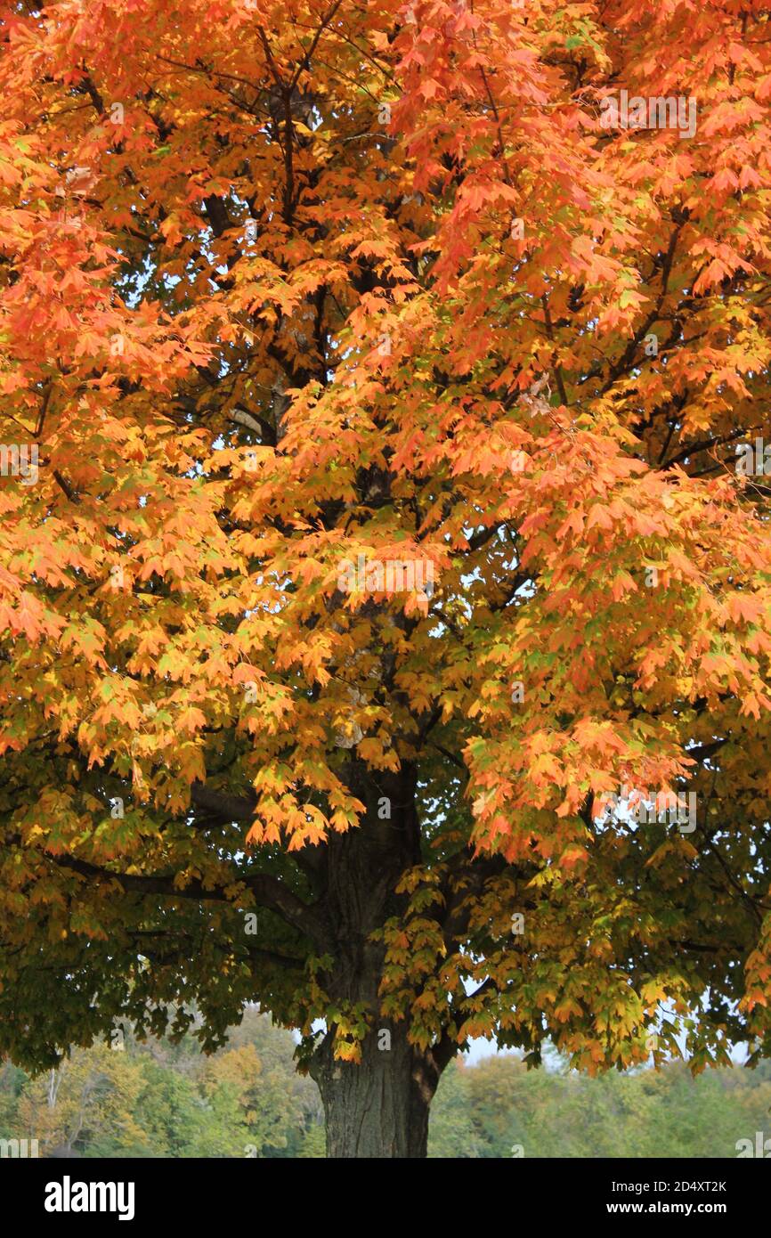 Colorful sugar maple tree showing its bright fall colors in the woods ...