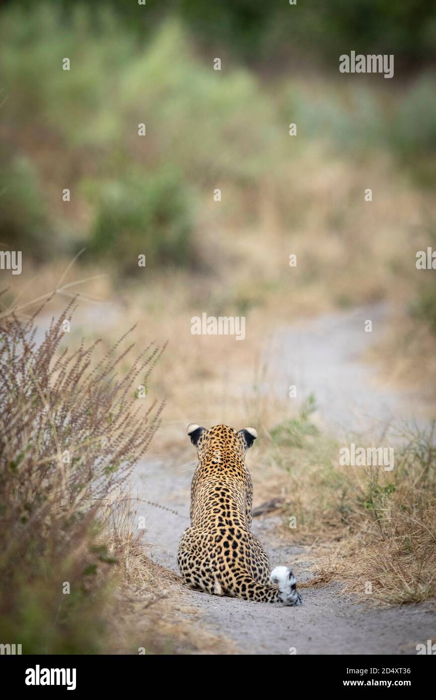 Back view of an adult leopard sitting in the road in Khwai Okavango Delta in Botswana Stock Photo