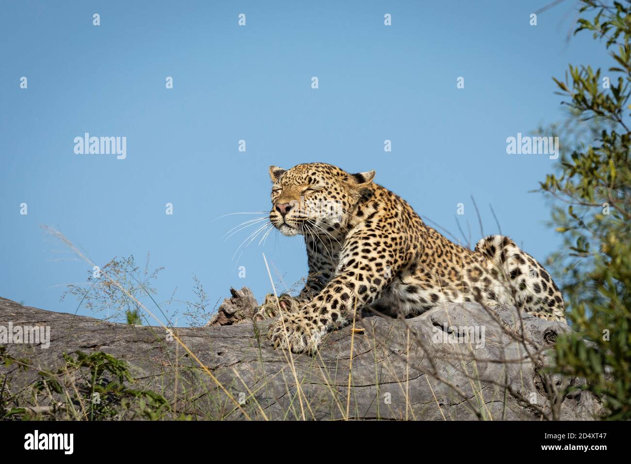 Adult leopard lying on a dead tree stretching with blue sky in the background in Kruger Park in South Africa Stock Photo