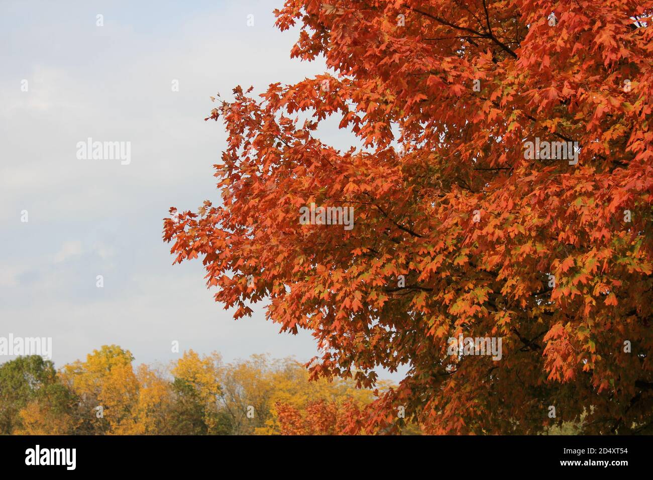 Colorful sugar maple tree showing its bright fall colors in the woods ...