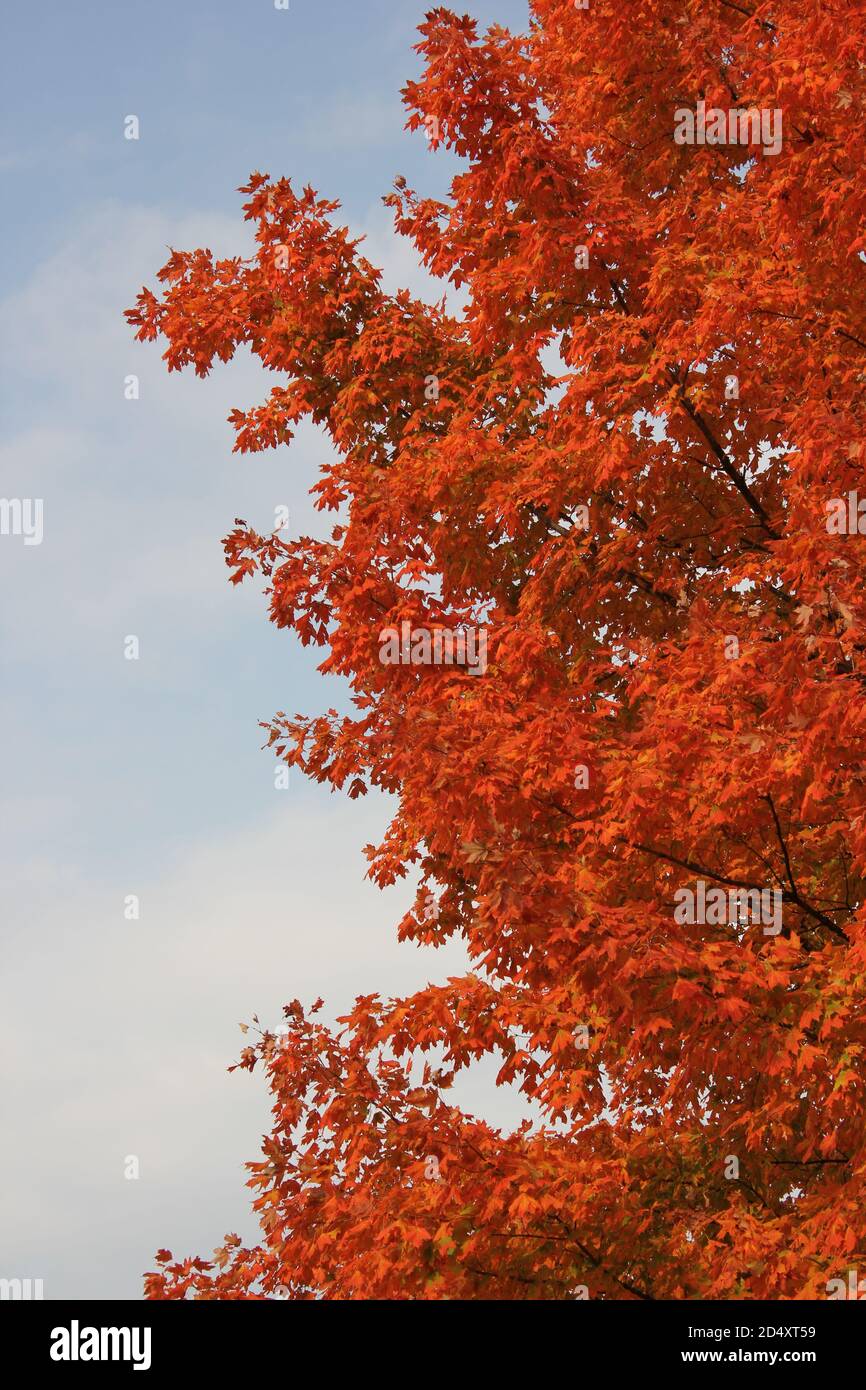 Colorful sugar maple tree showing its bright fall colors in the woods ...