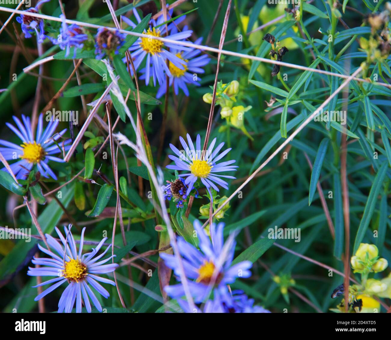 Purple wild Flower growing along a pond in Acadia national park. Stock Photo