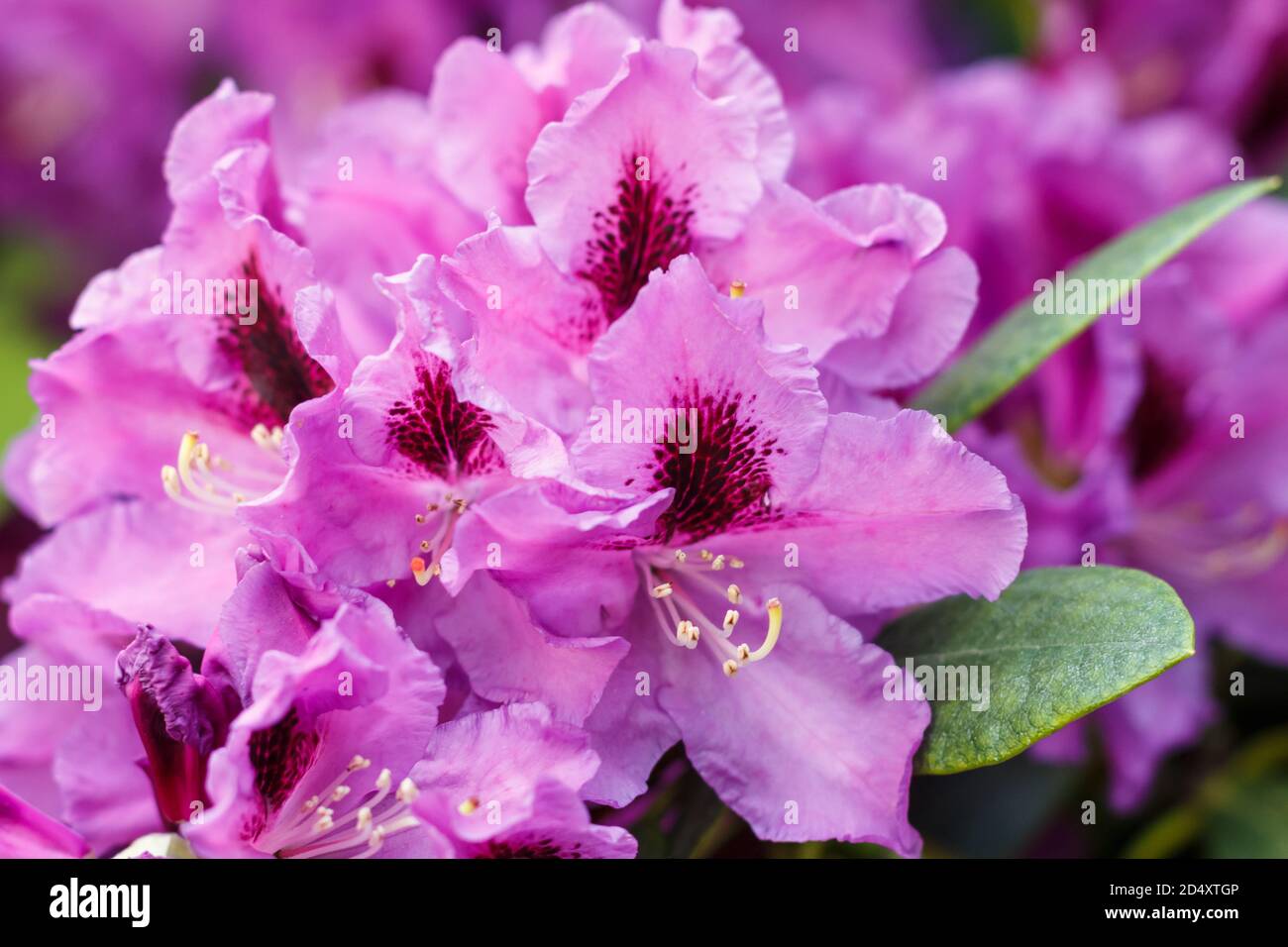 Azalea Rhs Rhododendron (azalea ) flowers of various colors in the spring garden ...