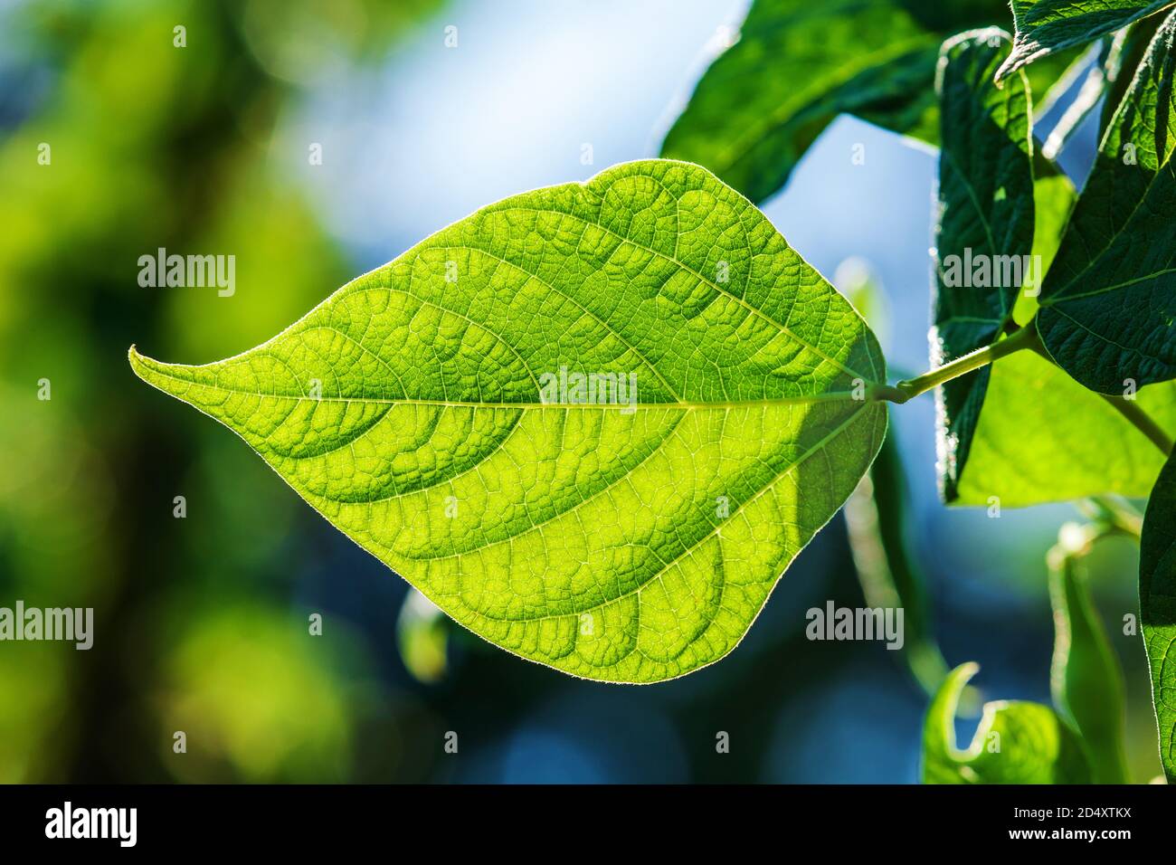 Detailed green leaf of bean Stock Photo Alamy