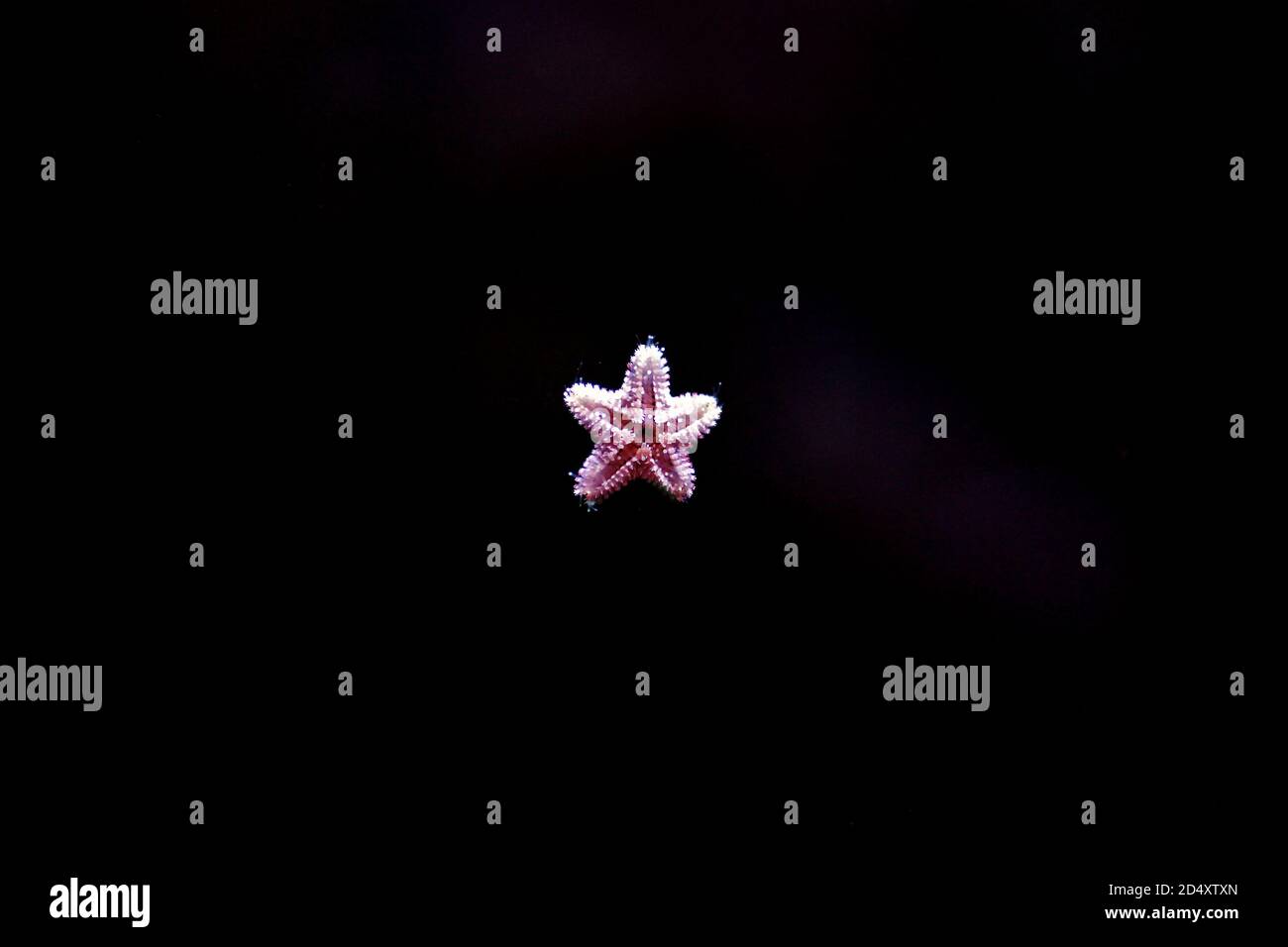 Asterina pancerii - tiny starfish in reef aquarium Stock Photo