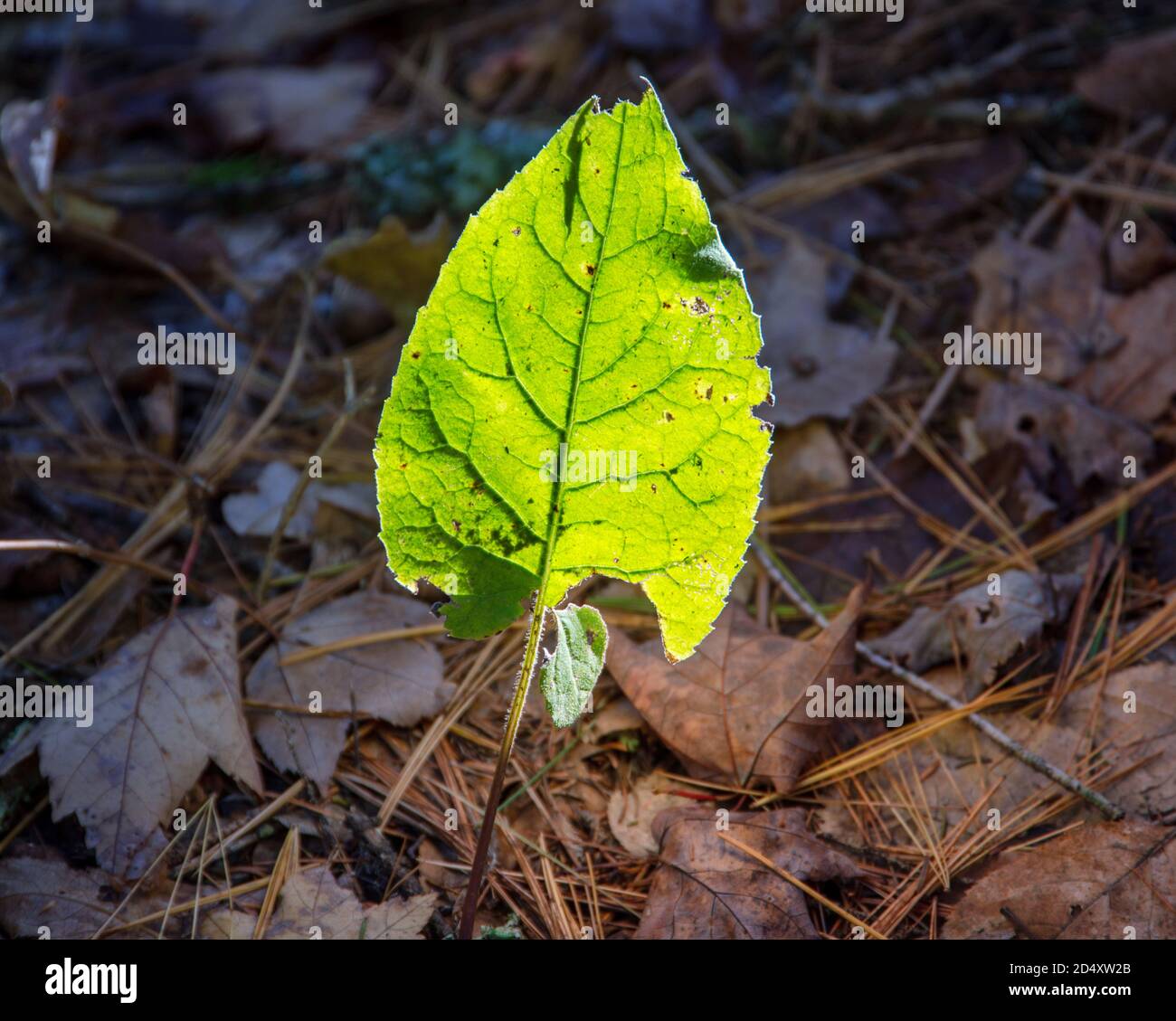 Sunlight backlighting green leaf with veins visible.  In Arcadia national park Maine. Stock Photo
