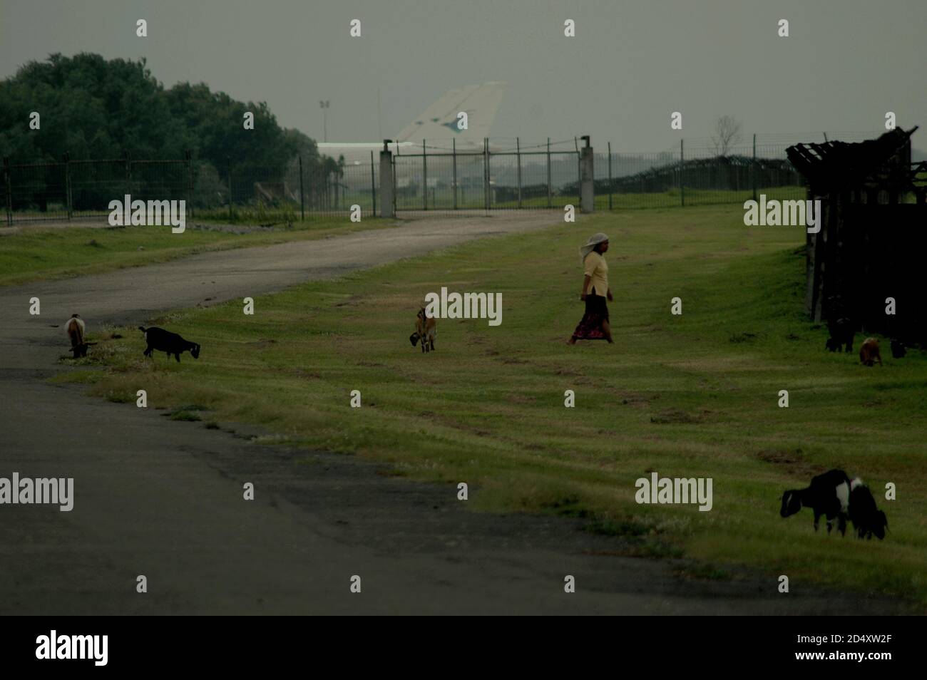 A woman herding her goats behind a perimeter fence on the buffer zone of Jakarta's Soekarno-Hatta International Airport. Stock Photo