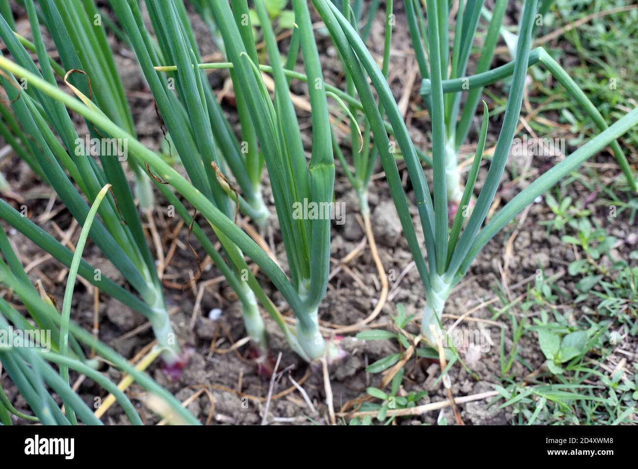 Green Onion Growing on the Agriculture Filed Stock Photo - Alamy